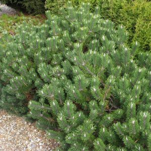 Pušis kalninė ‘Humpy’ (Pinus mugo "Humpy")