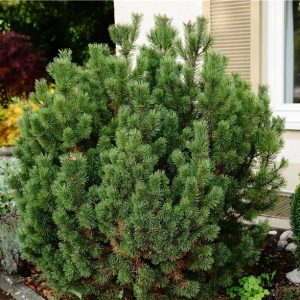 Pušis kalninė ‘Gnom’ (Pinus mugo "Gnom")