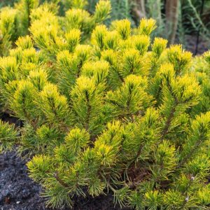 Pušis kalninė ‘Wintergold’ (Pinus mugo ‘Wintergold’)