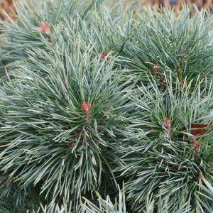 Pušis paprastoji  ‘Chantry Blue’ (Pinus sylvestris ‘Chantry Blue’)
