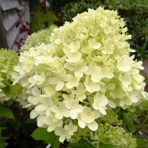 „Magical Candle“ ŠLUOTELINĖ HORTENZIJA (HYDRANGEA PANICULATA)