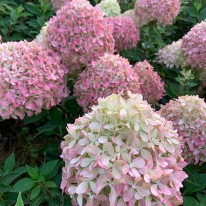 „Pixio“ ŠLUOTELINĖ HORTENZIJA (HYDRANGEA PANICULATA)