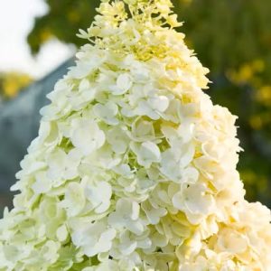 „Magical Moonlight“ ŠLUOTELINĖ HORTENZIJA (HYDRANGEA PANICULATA)