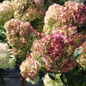 „Pette Cherry“ ŠLUOTELINĖ HORTENZIJA (HYDRANGEA PANICULATA)