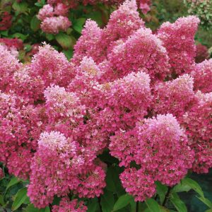„Petite Flori“ ŠLUOTELINĖ HORTENZIJA (HYDRANGEA PANICULATA)