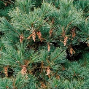 PUŠIS VEIMUTINĖ "Macopin"(Pinus strobus ‘Macopin’)