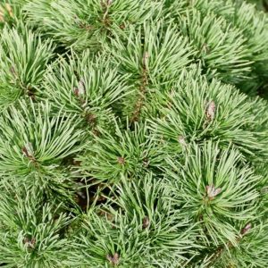 Pušis kablelinė ‘Nana’  (Pinus uncinata ‘Nana’)