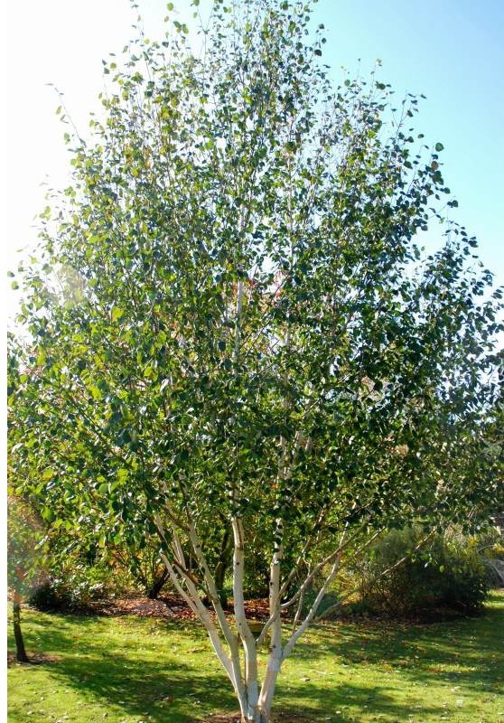 Betula-utilis-Doorenbos1 Betula-utilis-Doorenbos1