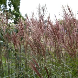 Miskantas kininis ‘Dronning Ingrid’ (Miscanthus sinensis ‘Dronning Ingrid’)