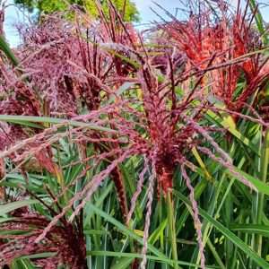 Miskantas kininis ‘Baucle’ (Miscanthus sinensis ‘Baucle’)