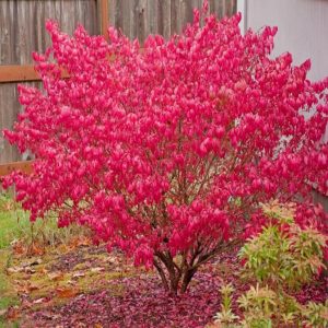 Ožekšnis sparnuotasis ‘Compactus’ (Euonymus alatus ‘Compactus’)