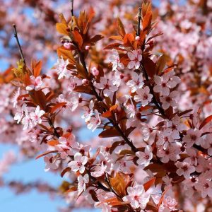 Slyva kaukazinė ‘Pissardii’ (Prunus cerasifera ‘Pissardii’)