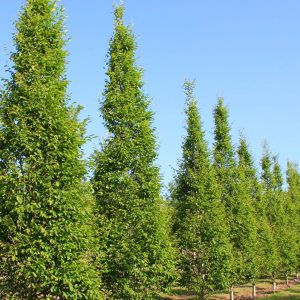 Skroblas paprastasis 'FASTIGIATA' (Carpinus betulus)