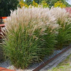 Miskantas kininis KLEINE SILBERSPINNE (Miscanthus sinensis KLEINE SILBERSPINNE)