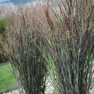 Sora rykštėtoji ‘Nosferatu’  (Panicum virgatum ‘Nosferatu’)