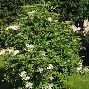 Šeivamedis juodasis  (Sambucus nigra)