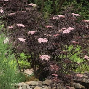 Šeivamedis juodasis ‘Black Lace’  (Sambucus nigra ‘Black Lace’)