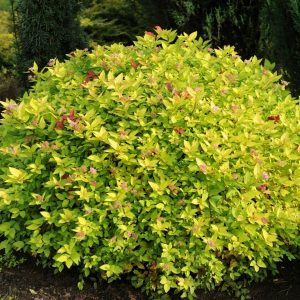 Lanksva japoninė "Golden carpet" (Spirea japonica "Golden carpet")
