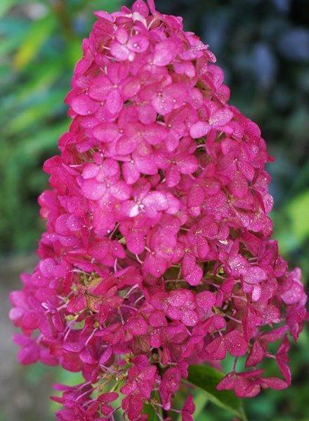 FRAISE MELBA