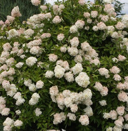 GRANDIFLORA