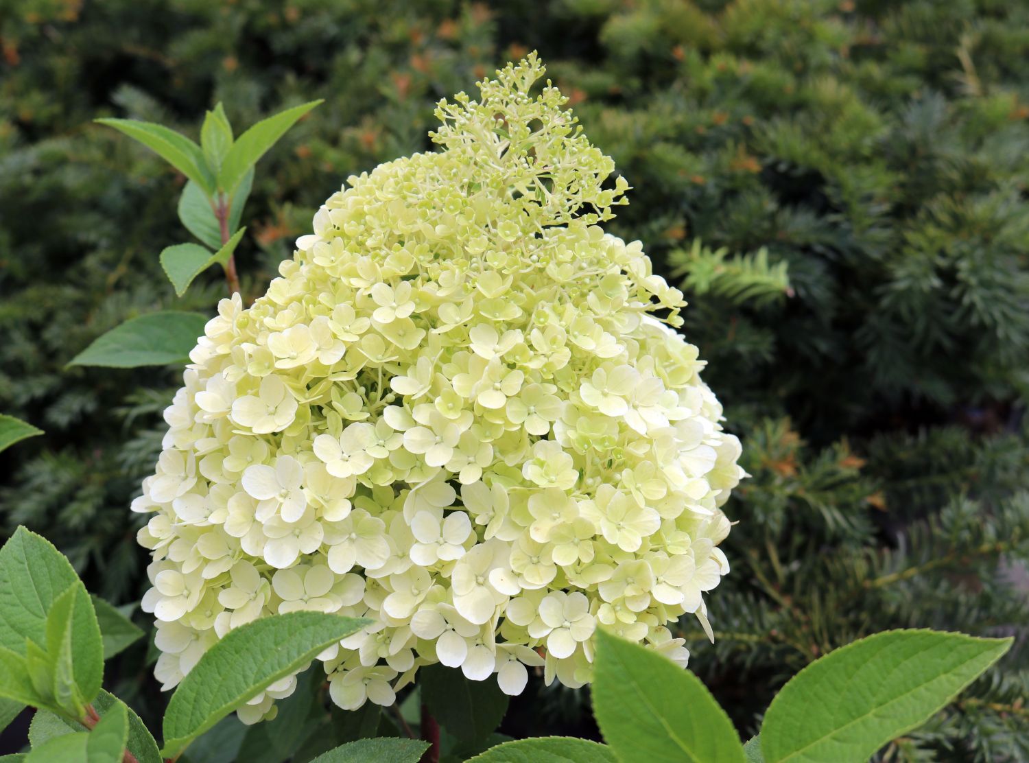 Rispenhortensie ‘Bobo’ ® – Hydrangea paniculata ‘Bobo’ ® (‘Ilvobo’)(S) Rispenhortensie ‘Bobo’ ® – Hydrangea paniculata ‘Bobo’ ® (‘Ilvobo’)(S)