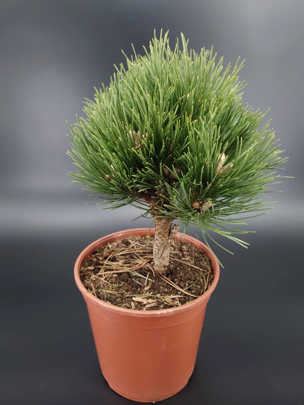 Pinus-nigra-Petra