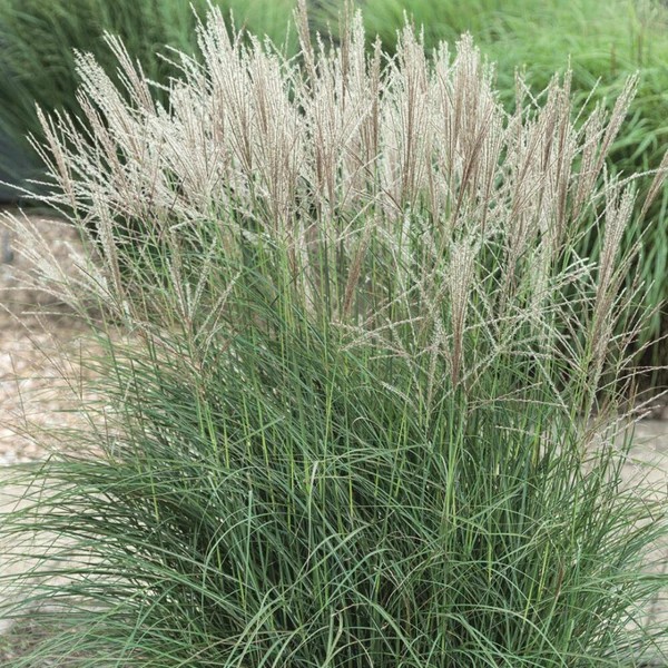 Miscanthussinensis_Adagio