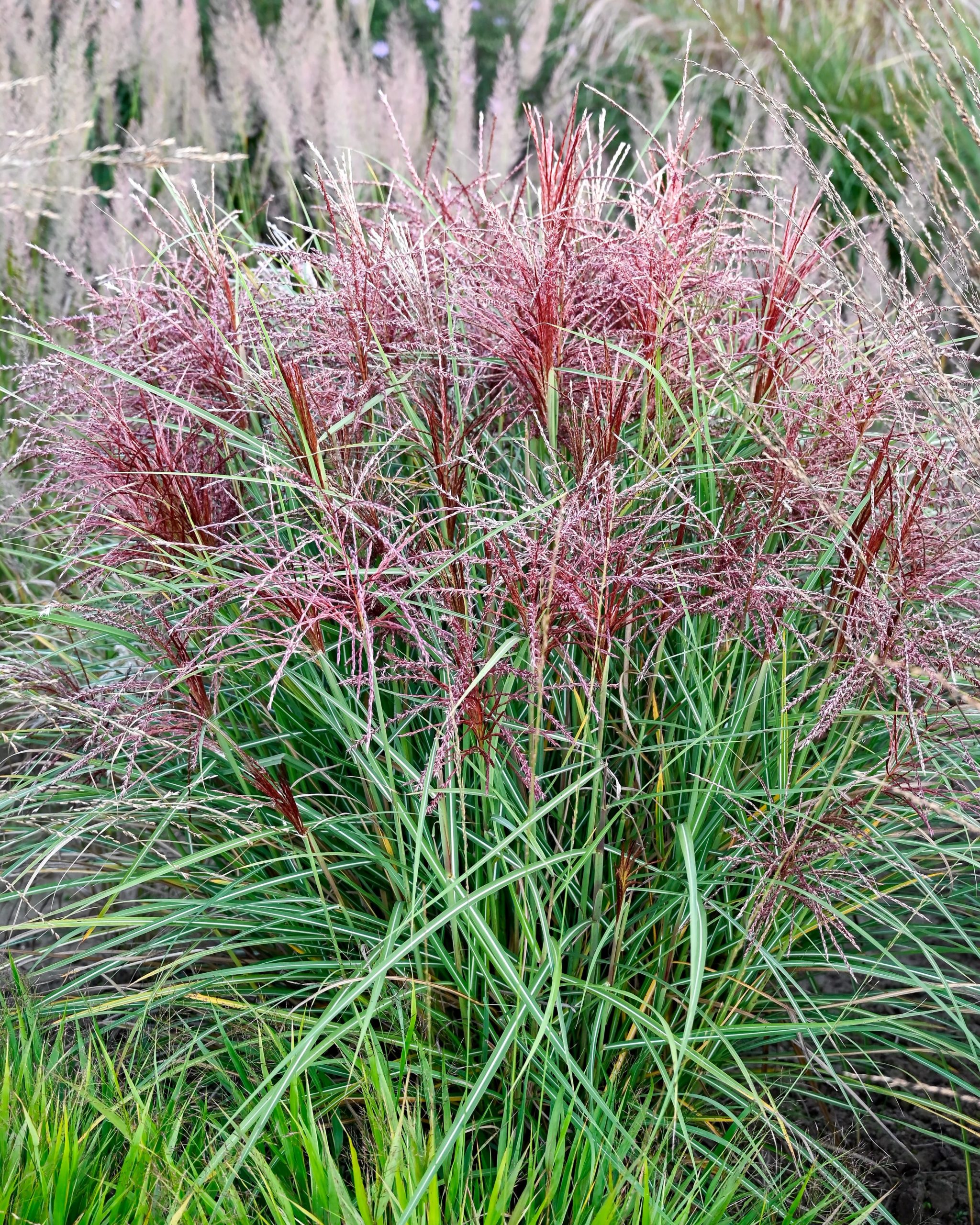 Polonus
